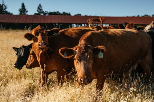 Herd of brown and black cattle grazing in a sunlit field with a barn in the background, showcasing a rural farming landscape.