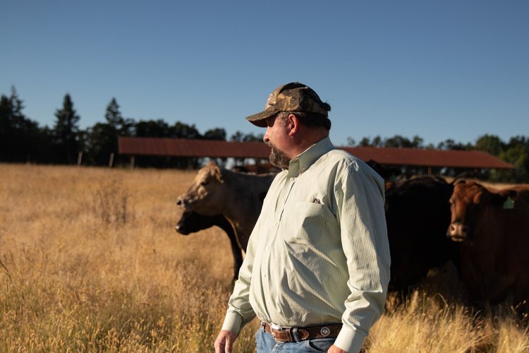 A farmer wearing a camo hat and a plaid shirt stands in a sunlit field, observing a herd of cows grazing in the background. The landscape features tall grass and a barn under a clear blue sky.