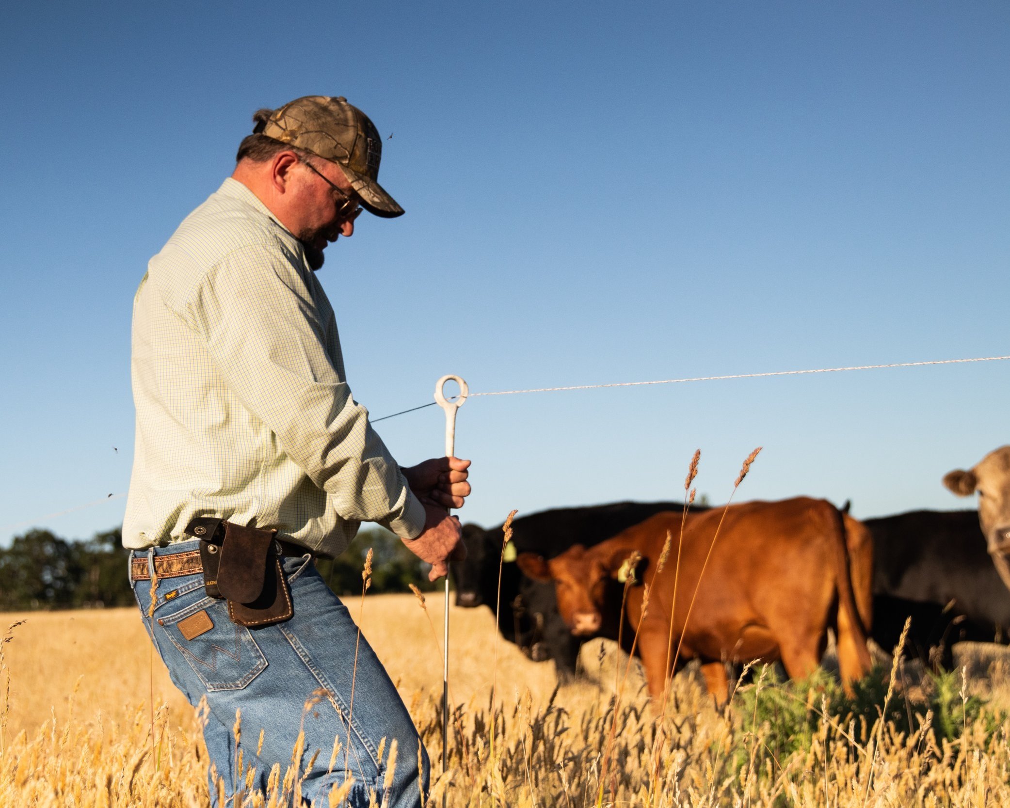 20210617-OH4S-Pat_Tams-0247 Farmer managing cattle in a field, using a metal hook to secure a fence line, with cows grazing in the background under a clear blue sky.