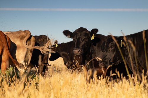Herd of cows in a golden field, showcasing a mix of black and brown cattle grazing under a clear blue sky, highlighting agricultural life and livestock farming.