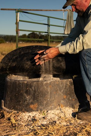 Man applying salt to a mineral feeder in a pasture, with a green fence in the background under clear skies.