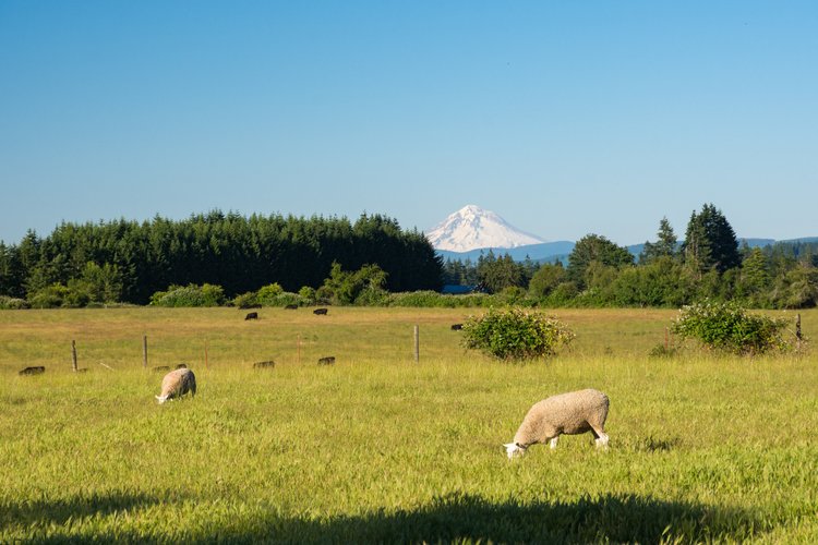 Sheep grazing in a lush green field with Mount Hood in the background under a clear blue sky.