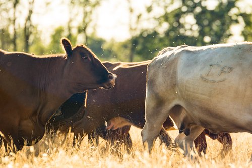 Cattle grazing in a sunlit field, showcasing a mix of brown and white cows in a pastoral setting, with soft golden grass and trees in the background.