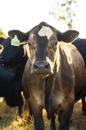 Brown cow with a white face and green ear tag labeled 
