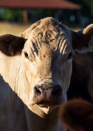 Close-up of a light-colored cow with a textured coat, set against a blurred farm background, showcasing its calm expression and large ears. Ideal for agricultural or livestock-related content.