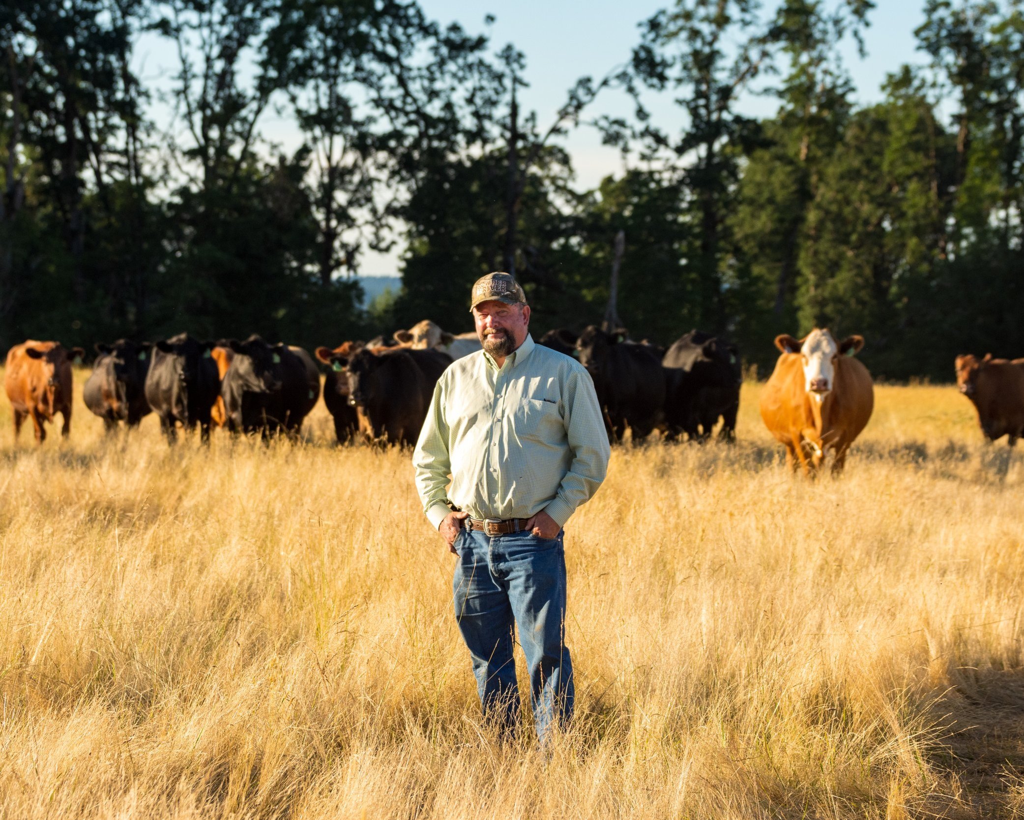 20210617-OH4S-Pat_Tams-2249 A farmer stands in a golden field of tall grass with a herd of cattle grazing in the background, framed by trees under a clear sky.
