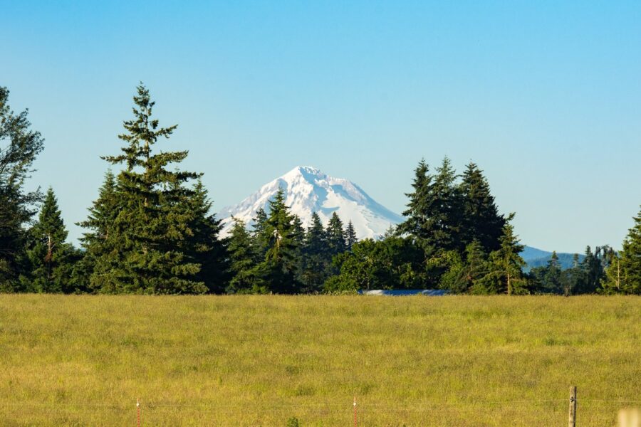 Snow-capped mountain visible through a forest of evergreen trees, with a clear blue sky and grassy field in the foreground.